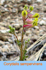 Corydalis sempervirens