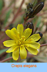 Crepis elegans