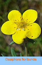 Potentilla fruticosa