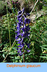 Delphinium glaucum