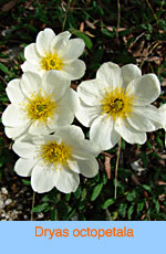 Dryas octopetala