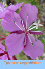 Epilobium angustifolium