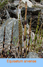 Equisetum arvense