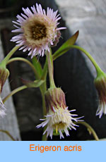 Erigeron acris