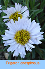 Erigeron caespitosus