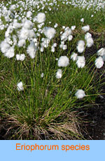 Eriophorum species