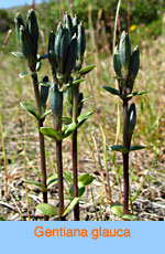 Gentiana glauca