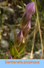 Gentianella propinqua