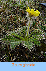 Geum glaciale