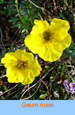 Geum rossii