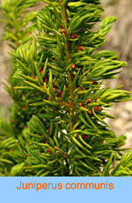 Juniperus communis