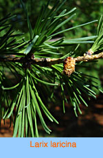 Larix laricina