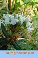 Ledum groenlandicum