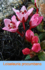 Loiseleuria procumbens