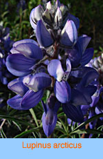 Lupinus arcticus