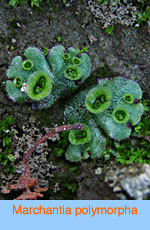 Marchantia polymorpha