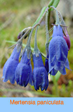 Mertensia paniculata