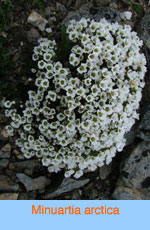 Minuartia arctica