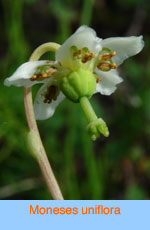 Moneses uniflora