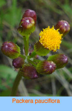 Packera pauciflora