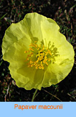 Papaver macounii