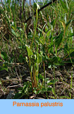 Parnassia palustris