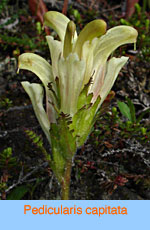 Pedicularis capitata