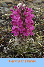 Pedicularis kanei