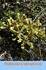 Pedicularis labradorica