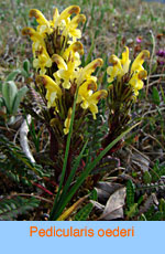 Pedicularis oederi