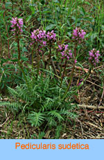 Pedicularis sudetica