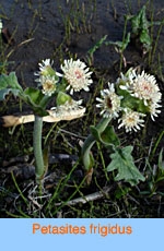 Petasites frigidus