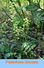 Platanthera obtusata