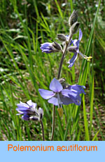 Polemonium acutiflorum