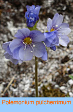 Polemonium pulcherrimum