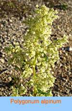 Polygonum alpinum