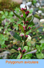 Polygonum aviculare