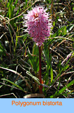 Polygonum bistorta