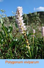 Polygonum viviparum