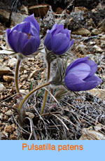 Pulsatilla patens