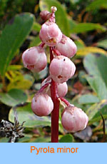 Pyrola minor