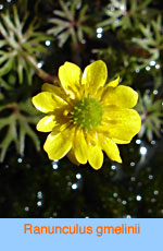 Ranunculus gmelinii