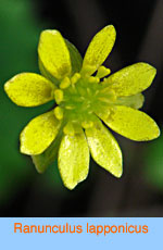 Ranunculus lapponicus