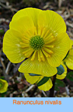 Ranunculus nivalis