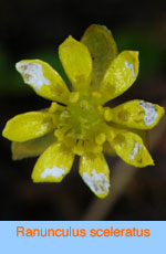 Ranunculus sceleratus