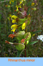 Rhinanthus minor