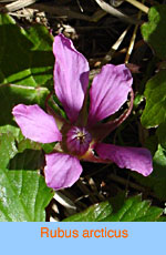 Rubus arcticus