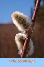 Salix scouleriana