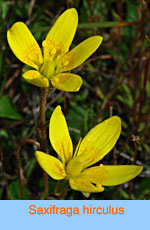 Saxifraga hirculus