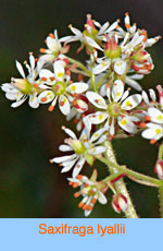 Saxifraga lyallii